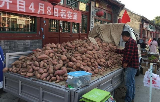 红薯今年大丰收,可是农民却说自己没赚钱!到底为什么?