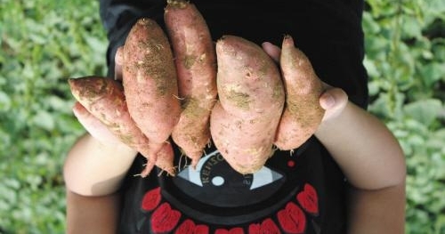 ���ռ���һ��ũ��Ʒ��ͷ���Ա�·��ͼ