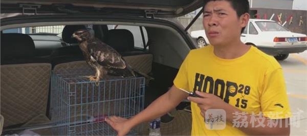 空中“歼击机”猎隼折翼 警民合力救助国家二级保护动物