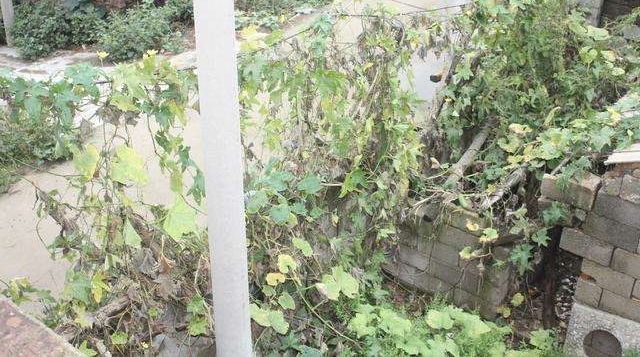ζ��˿��, ũ���ϵ���ͨ�ҳ���, ����һ����, ������������