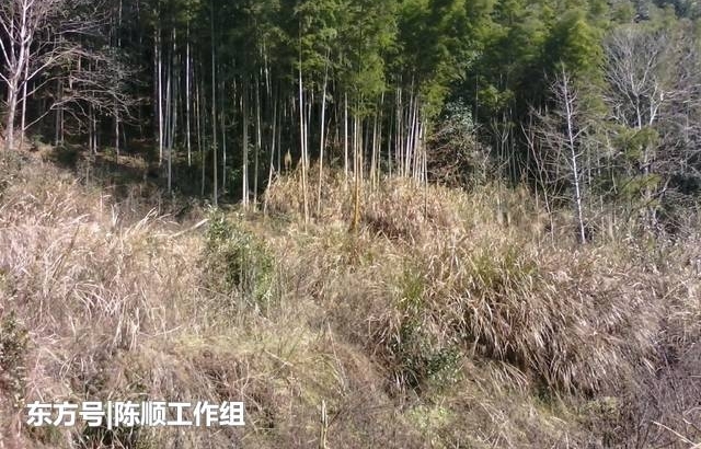 当年彭德怀湘赣山区旧居,如今已经是一片平地