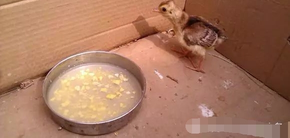 Ұ���һ���������ؼ���ĸ�������������������ŵøϽ�����
