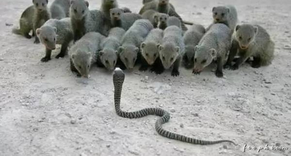����Ŀ�ɿڴ�����Ƭ�������û�п��� ̫�����ˣ�