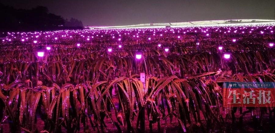 武鸣火龙果基地亮起数万盏灯 场面壮观美不胜收