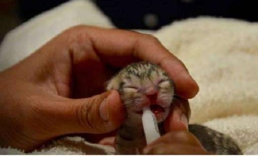 �������ϻ������Ȱ���Ӿ��è! һ��è����ˮ��Ψ�ֱ�֮����