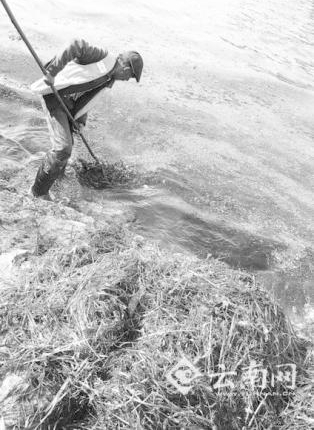 洱海滩地管理员守护洱海13年 惟愿万顷清波