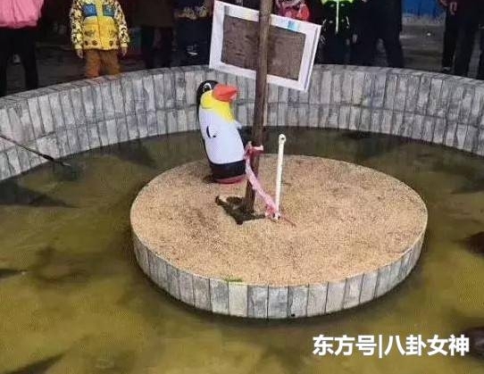 广西奇葩动物园火了,以为里面有企鹅看,当网友走近一看瞬间笑喷