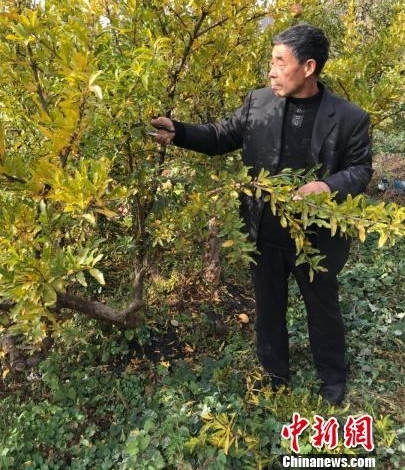 “河北好人”杨子时开垦荒山二十年 荒山变“金山”