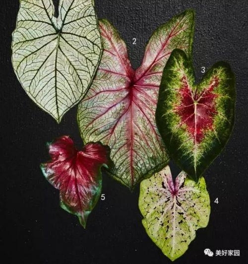 Ϊ���ض�����Ҷ�ӡ�����Ҷ��