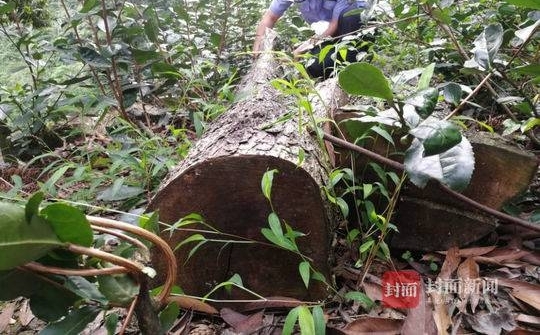 �Ĵ��ľ������һ�����ƣ��Ż�4�ꡰıɱ�����99��