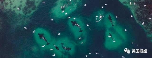 等了16年,BBC传奇回归!你永远不知道瑰丽深海藏着什么...