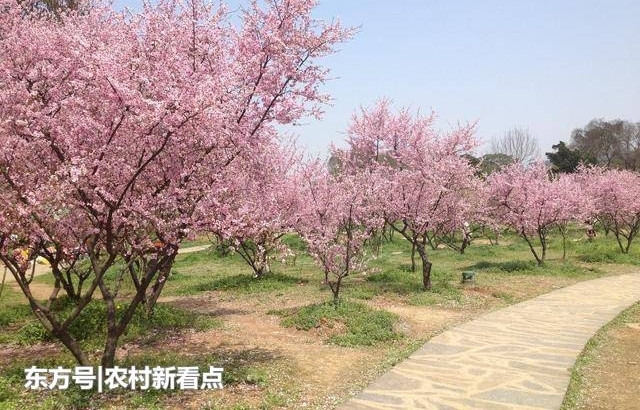 �Դ��人��������Ľ�Ѿã������人����Щ����ĵط��أ�