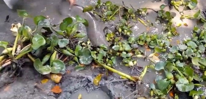 小伙野外发现干涸水洼,翻开污泥之后,发现一只“大家伙”