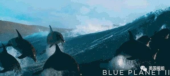 等了16年,BBC传奇回归!你永远不知道瑰丽深海藏着什么...