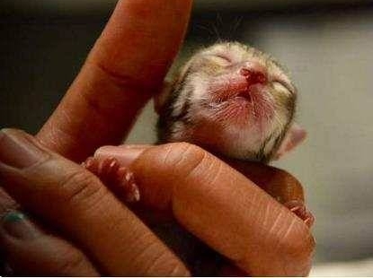 �������ϻ������Ȱ���Ӿ��è! һ��è����ˮ��Ψ�ֱ�֮����