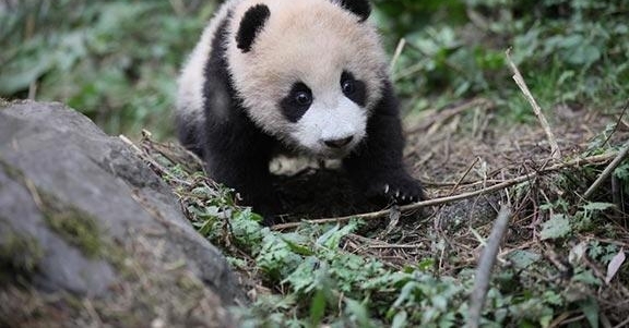 �ҹ����ڱ�����Ѯ�Ź���ֻ����è