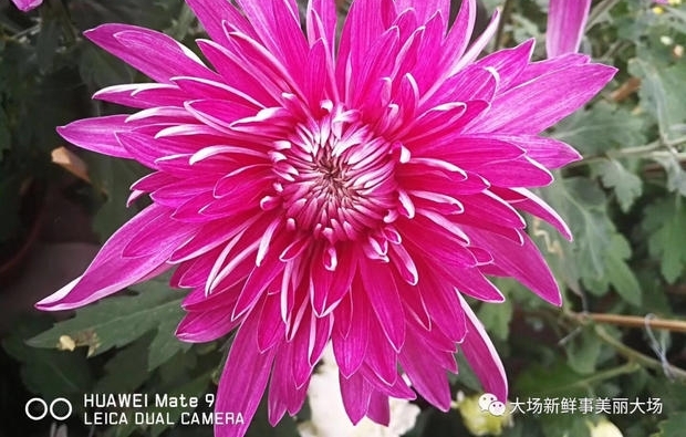 �ϴ�ջ�չԤ�����ܿ�ʼ������Ȧ�����ǵľ���һ��