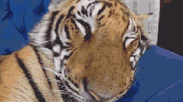 ԻЦ̬ͼ