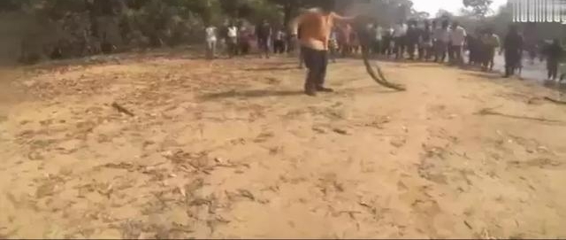 ʵ�ģ�����ͽ��ץ5�׳����۾����ߣ�Χ��Ⱥ�ڶ�Ϊ�����ֽк�
