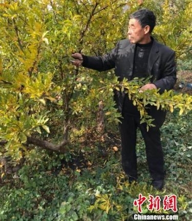 “河北好人”杨子时开垦荒山二十年 荒山变“金山”