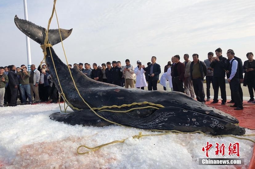 三度“迷路”江苏启东海滩 座头鲸宝宝已确认死亡