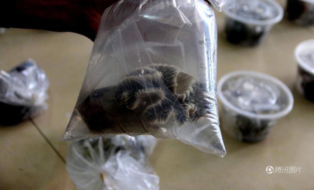 �������200��������Ƥ ��������