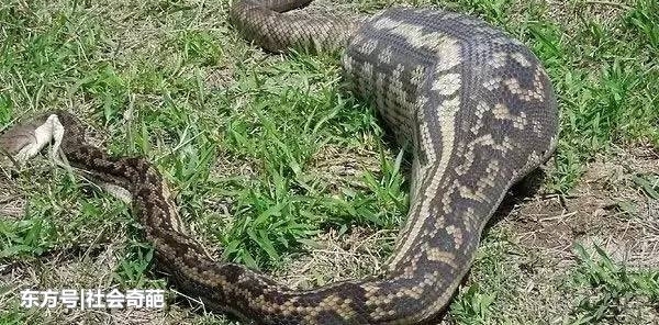 ����������һ���ʯͷ���������ʸ����־��ǵ��������ԭʯ