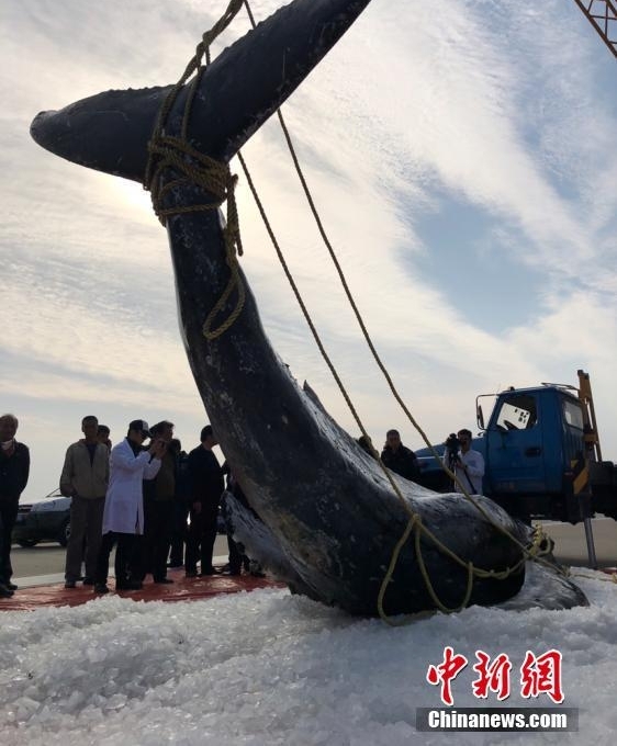 三度“迷路”江苏启东海滩 座头鲸宝宝已确认死亡