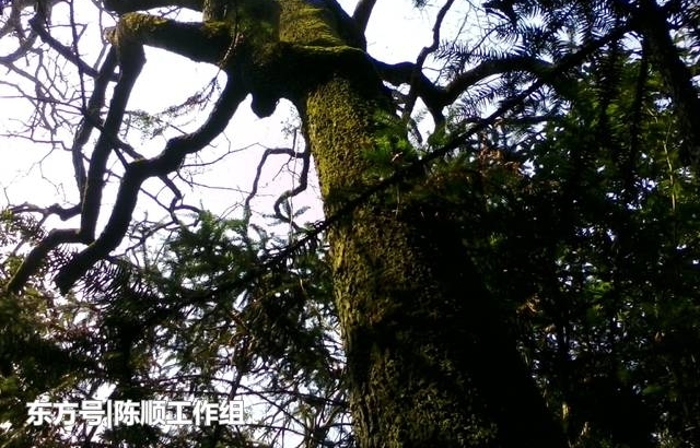 当年彭德怀湘赣山区旧居,如今已经是一片平地