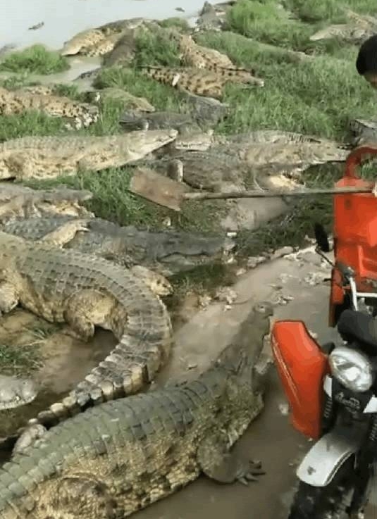 ��Ⱥˮ����ʳ�ߣ�һ��Ե�ǧ���㣬����ʯͷ��������ҧ����ĩ