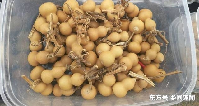 ��㼯���������϶ǡ���«��һ��100�飬���˲ź�ڣ�