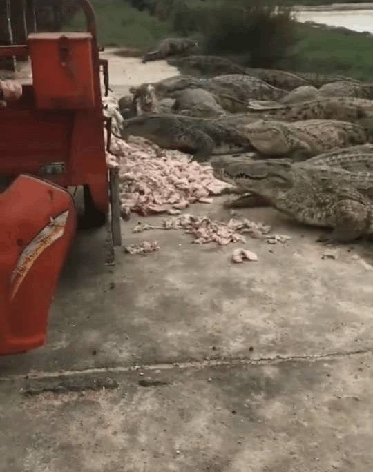 ��Ⱥˮ����ʳ�ߣ�һ��Ե�ǧ���㣬����ʯͷ��������ҧ����ĩ