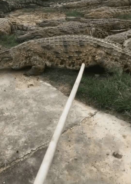 ��Ⱥˮ����ʳ�ߣ�һ��Ե�ǧ���㣬����ʯͷ��������ҧ����ĩ