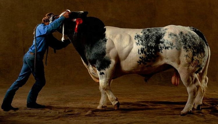 ��������ǿ׳��ţ������5����2�֣�����ţ�еġ�ʩ������