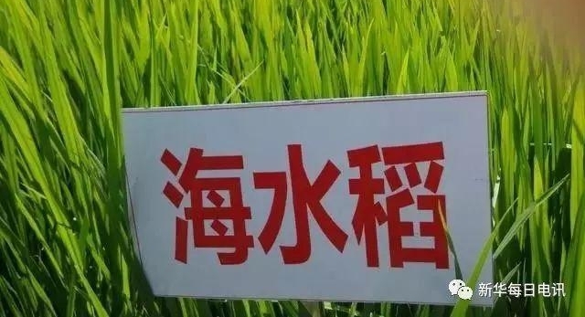 ��ѧ���޵�λ������ ��ר����γ�Ϊ����ˮ��֮����?