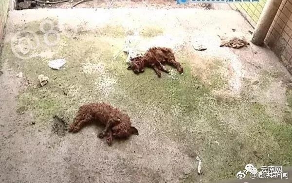 ����һС���������߿��׹���������ֻ̩��Ȯʬ�壬��������