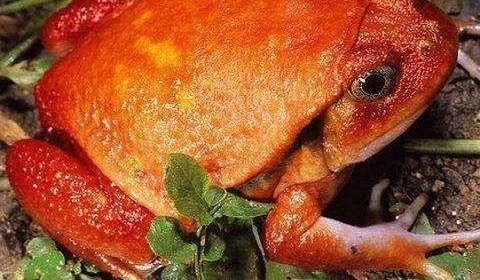 �������ﲢ���Һ�Σ�����������Ҫͬ���ھ��Ļ�, ���ܹ�������