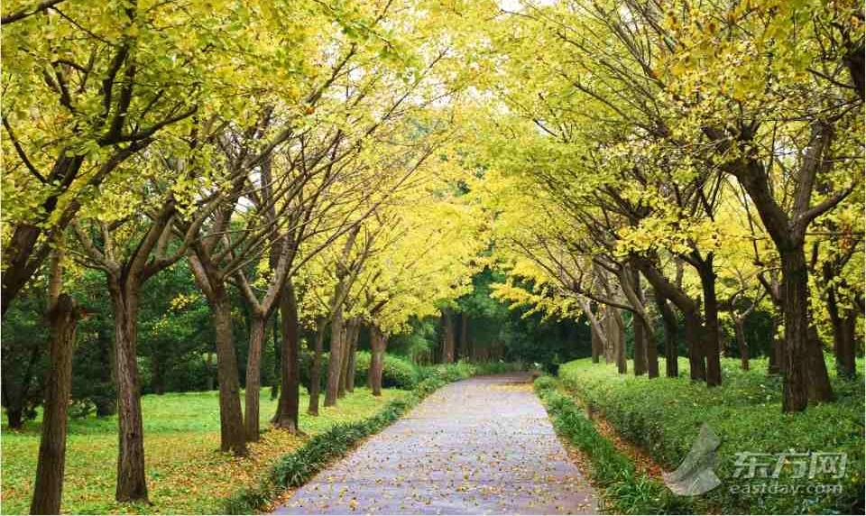 层林尽染色彩斑澜 共青森林公园进入最佳赏叶期