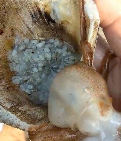 ����Ұ�����ʱ������һֻ���еİ�צ�㣬��������æ������