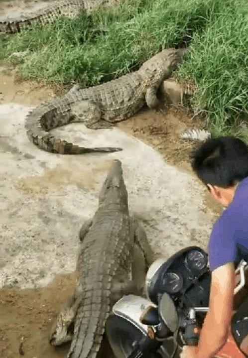 ��Ⱥˮ����ʳ�ߣ�һ��Ե�ǧ���㣬����ʯͷ��������ҧ����ĩ