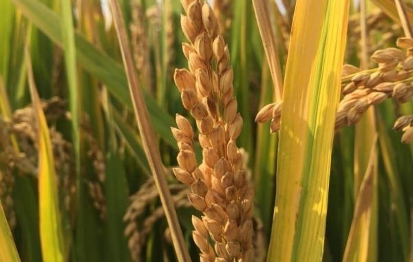 节水抗旱水稻沪旱61 崇明大面积试种成功