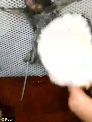 老鼠偷了1块面包被可恶男子五花大绑灌酒,随后竟拿起一旁打火机