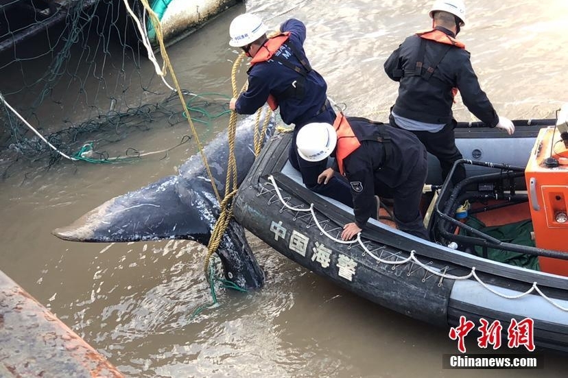 三度“迷路”江苏启东海滩 座头鲸宝宝已确认死亡