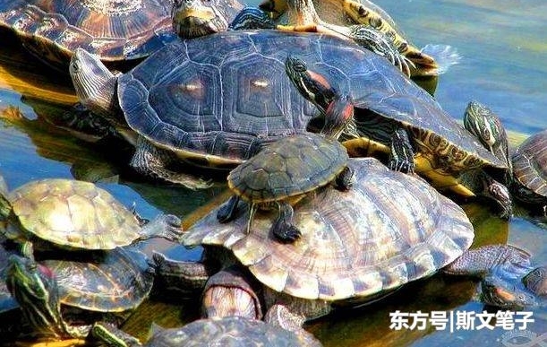 ����ˮ�����쳣��ζ�������߽��󣬽ҿ����˵���Ļ��