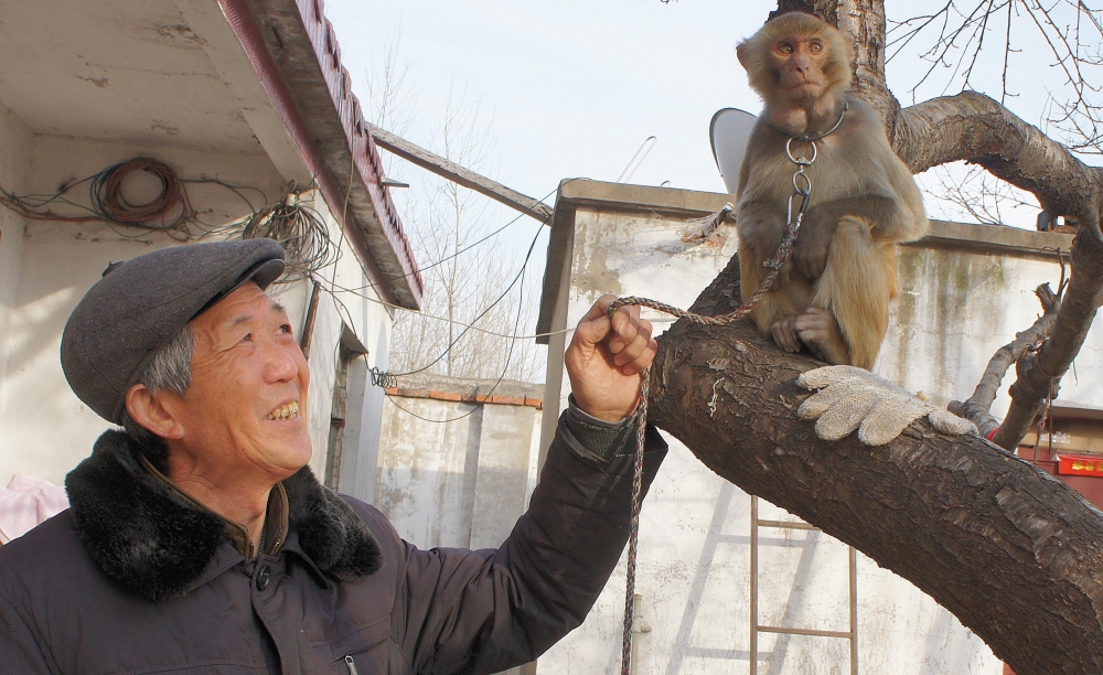 最后耍猴人:给猴子吃水果自己住10元店 称比讨饭强