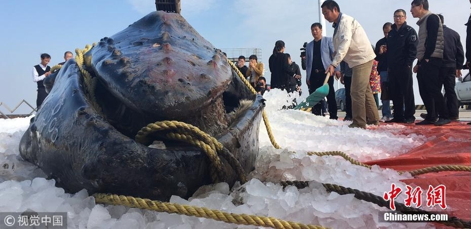 三度“迷路”江苏启东海滩 座头鲸宝宝已确认死亡
