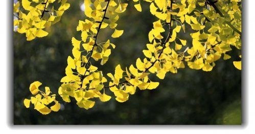 �鱨վح��������� ������ͻȪ��ɫ����ʤ��