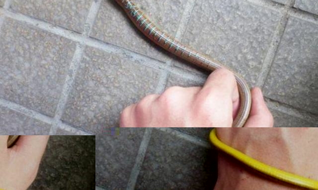 ������ũ����ץ��������үү�������ų�һ���亹���Ͻ�������