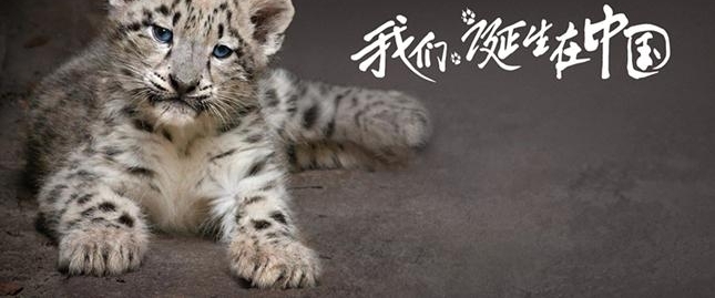 �й���ӰƱ��������500��Ԫ���ó��������������Ӱ�����й��Ĺ�����