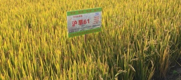 节水抗旱水稻沪旱61 崇明大面积试种成功